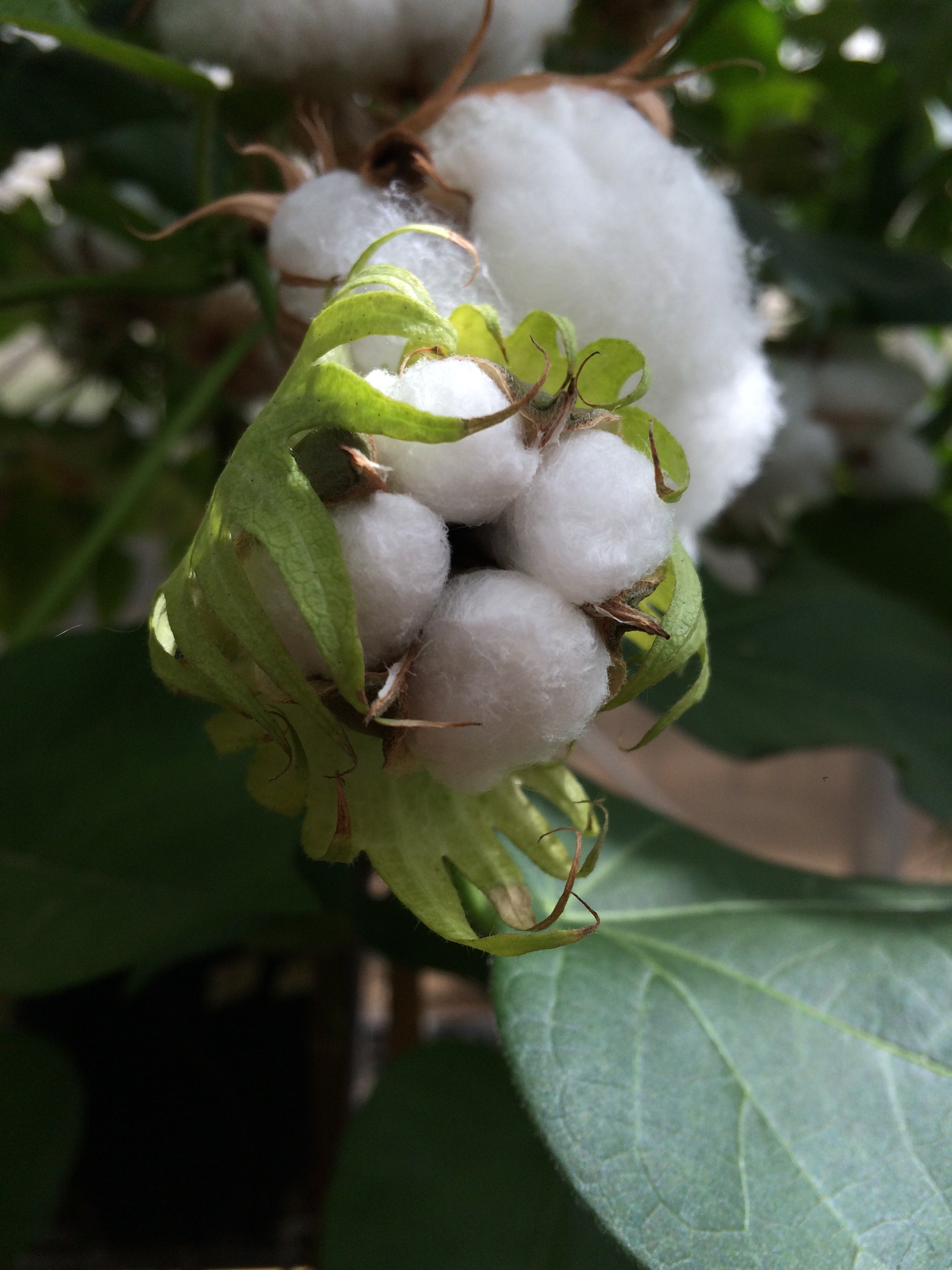 Organic Cotton grown in Texas