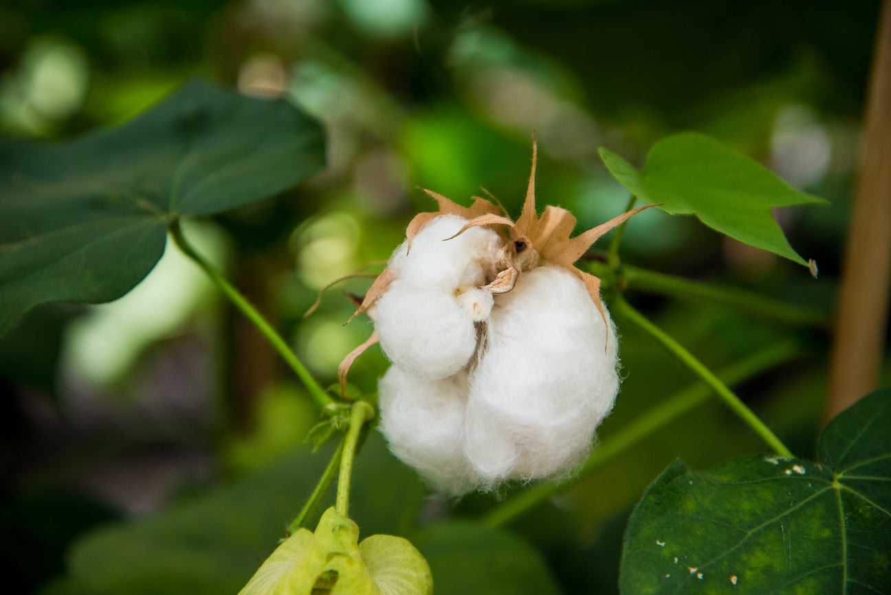 Why We Love Our Organic Cotton