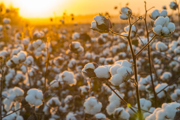 Understanding Natural Bedding Materials: A Complete Guide to Organic Sleep